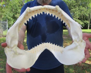 Authentic Bull Shark Jaw (Carcharhinus leucas) 13Lx10.5H<Font color=red> WITH VERY SHARP TEETH </font> for $164.99