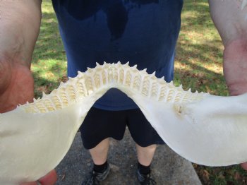 Authentic Bull Shark Jaw (Carcharhinus leucas) 13Lx10.5H<Font color=red> WITH VERY SHARP TEETH </font> for $164.99