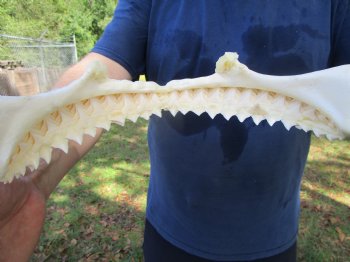 Authentic Bull Shark Jaw (Carcharhinus leucas) 13Lx10.5H<Font color=red> WITH VERY SHARP TEETH </font> for $164.99