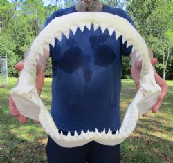 Large Bull Shark Jaw (Carcharhinus leucas) 14.75"Lx11.50"W<Font color=red> WITH VERY SHARP TEETH </font> for $179.99