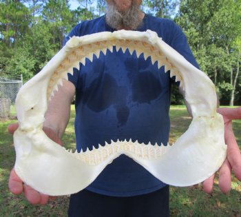 Large Bull Shark Jaw (Carcharhinus leucas) 14.75"Lx11.50"W<Font color=red> WITH VERY SHARP TEETH </font> for $179.99