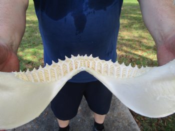 Large Bull Shark Jaw (Carcharhinus leucas) 14.75"Lx11.50"W<Font color=red> WITH VERY SHARP TEETH </font> for $179.99