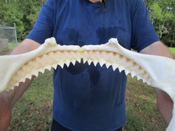 Large Bull Shark Jaw (Carcharhinus leucas) 14.75"Lx11.50"W<Font color=red> WITH VERY SHARP TEETH </font> for $179.99
