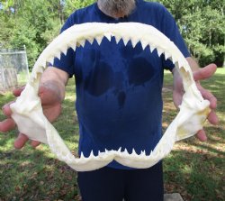 Large Bull Shark Jaw (Carcharhinus leucas) 14.75"Lx9.50"W<Font color=red> WITH VERY SHARP TEETH </font> for $179.99