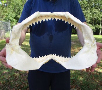 Large Bull Shark Jaw (Carcharhinus leucas) 14.75"Lx9.50"W<Font color=red> WITH VERY SHARP TEETH </font> for $179.99