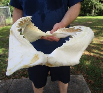 Large Bull Shark Jaw (Carcharhinus leucas) 14.75"Lx9.50"W<Font color=red> WITH VERY SHARP TEETH </font> for $179.99