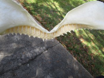 Large Bull Shark Jaw (Carcharhinus leucas) 14.75"Lx9.50"W<Font color=red> WITH VERY SHARP TEETH </font> for $179.99