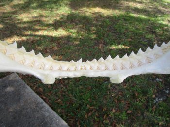 Large Bull Shark Jaw (Carcharhinus leucas) 14.75"Lx9.50"W<Font color=red> WITH VERY SHARP TEETH </font> for $179.99