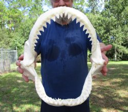 Large Bull Shark Jaw (Carcharhinus leucas) 14"Lx13-7/8"W<Font color=red> WITH VERY SHARP TEETH </font> for $179.99