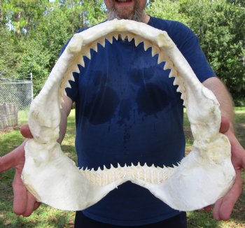 Large Bull Shark Jaw (Carcharhinus leucas) 14"Lx13-7/8"W<Font color=red> WITH VERY SHARP TEETH </font> for $179.99