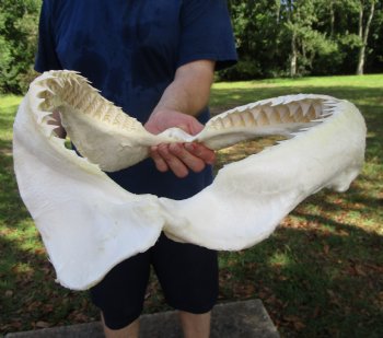 Large Bull Shark Jaw (Carcharhinus leucas) 14"Lx13-7/8"W<Font color=red> WITH VERY SHARP TEETH </font> for $179.99