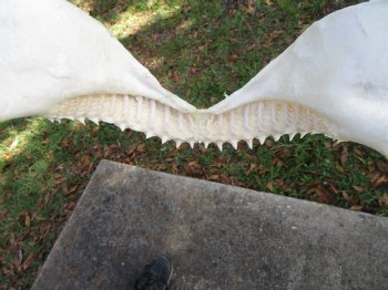 Large Bull Shark Jaw (Carcharhinus leucas) 14"Lx13-7/8"W<Font color=red> WITH VERY SHARP TEETH </font> for $179.99