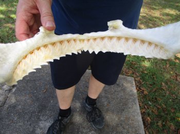 Large Bull Shark Jaw (Carcharhinus leucas) 14"Lx13-7/8"W<Font color=red> WITH VERY SHARP TEETH </font> for $179.99