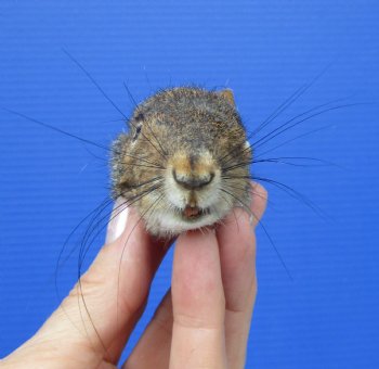 Preserved Real Squirrel Head for $14.99