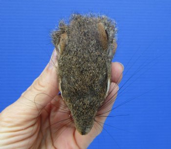 Preserved Real Squirrel Head for $14.99