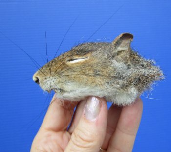 Preserved Real Squirrel Head for $14.99