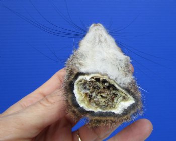 Preserved Real Squirrel Head for $14.99
