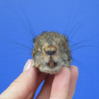 Preserved Real Squirrel Head (2.25") for $14.99
