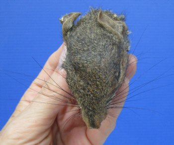 Preserved Real Squirrel Head (2.25") for $14.99