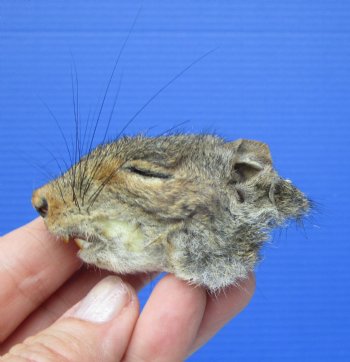 Preserved Real Squirrel Head (2.25") for $14.99