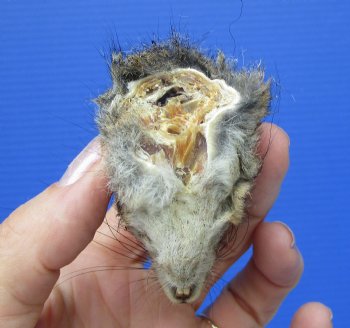 Preserved Real Squirrel Head (2.25") for $14.99