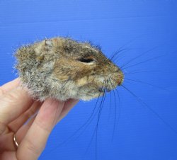 Preserved Real Squi...