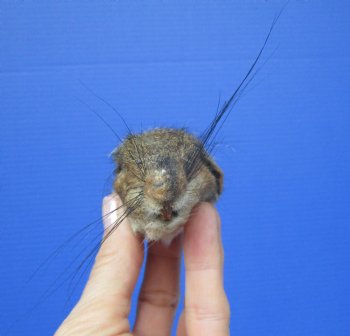 Preserved Real Squirrel Head (2.50") for $14.99