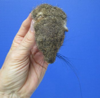 Preserved Real Squirrel Head (2.50") for $14.99