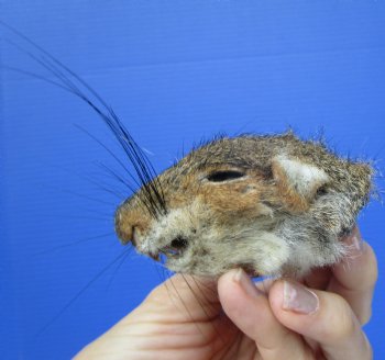 Preserved Real Squirrel Head (2.50") for $14.99