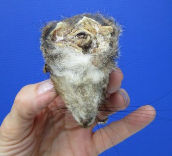 Preserved Real Squirrel Head (2.50") for $14.99
