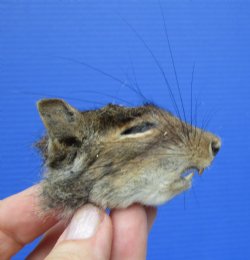 Preserved Real Squirrel Head (2-3/8") for $14.99