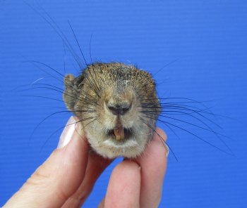 Preserved Real Squirrel Head (2-3/8") for $14.99