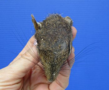 Preserved Real Squirrel Head (2-3/8") for $14.99