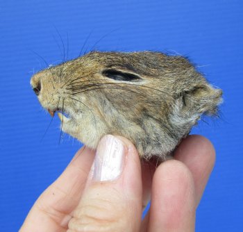 Preserved Real Squirrel Head (2-3/8") for $14.99