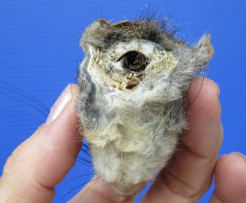 Preserved Real Squirrel Head (2-3/8") for $14.99