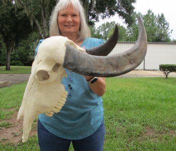 Indian Water Buffalo Skull with 22 and 23 inch Horns - Buy this for $124.99