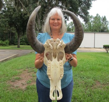 Indian Water Buffalo Skull with 22 and 23 inch Horns - Buy this for $124.99