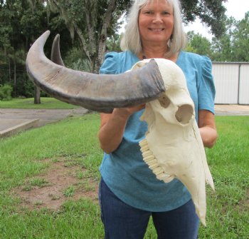 Indian Water Buffalo Skull with 22 and 23 inch Horns - Buy this for $124.99