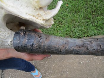 Indian Water Buffalo Skull with 22 and 23 inch Horns - Buy this for $124.99
