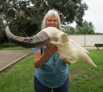 Authentic Water Buffalo Skull with 16.75 and 17 inch Horns - Buy this for $124.99