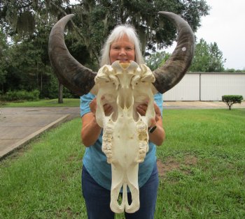 Authentic Water Buffalo Skull with 16.75 and 17 inch Horns - Buy this for $124.99