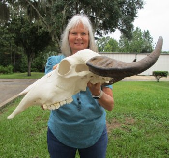Authentic Water Buffalo Skull with 16.75 and 17 inch Horns - Buy this for $124.99