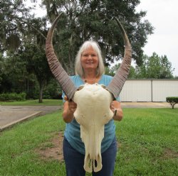 Genuine Extra Large Water Buffalo Skull with 29-1/2 Horns - Buy this for $149.99