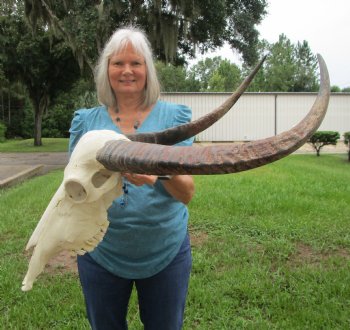 Genuine Extra Large Water Buffalo Skull with 29-1/2 Horns - Buy this for $149.99