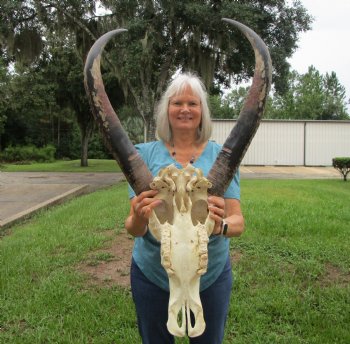 Genuine Extra Large Water Buffalo Skull with 29-1/2 Horns - Buy this for $149.99