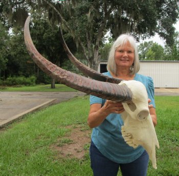 Genuine Extra Large Water Buffalo Skull with 29-1/2 Horns - Buy this for $149.99