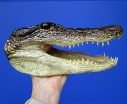 American Alligator ...