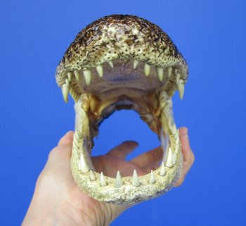 American Alligator Head from 6 foot Gator (9-7/8") - Buy this one for $27.99