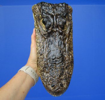 American Alligator Head from 6 foot Gator (9-7/8") - Buy this one for $27.99