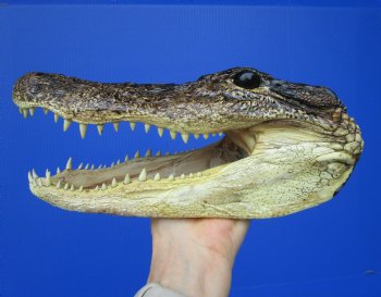 American Alligator Head from 6 foot Gator (9-7/8") - Buy this one for $27.99